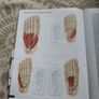 The Concise Book of Muscles 4th Edition Chris Jarmey  Anatomy and Physiotherapy Image 6