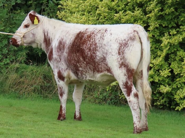 Pedigree Irish Moiled Online Timed Auction