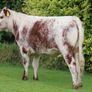 Pedigree Irish Moiled Online Timed Auction Image 10