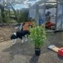 bamboo plant Image 6