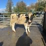 Cow makers castlerea mart Image 6