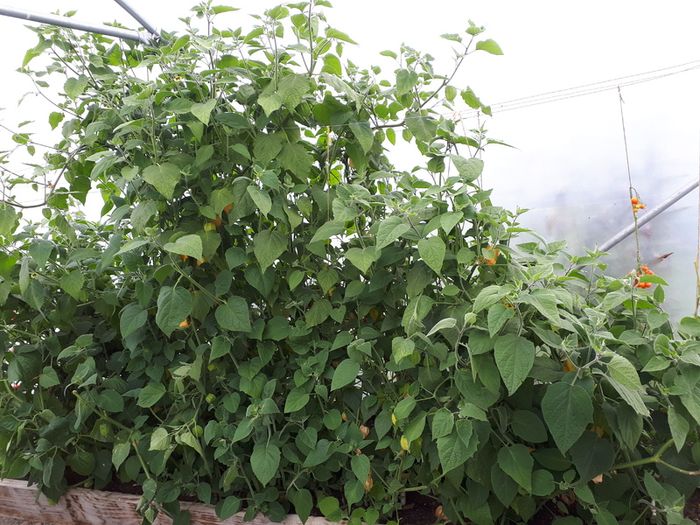 Physalis Seeds