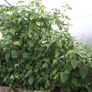 Physalis Seeds Image 5