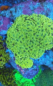 Gold nugget hammer colony