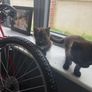 beautiful kittens Image 3