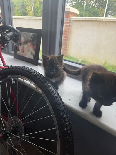 beautiful kittens