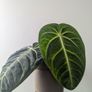 Anthurium Villenaorum Plant Image 3