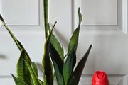 Sansevieria Set