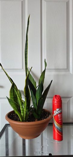 Sansevieria Set