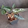 Alocasia Bambino Aurea Variegated - Baby Plant Image 2