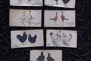 John Player and Sons Cigarette Transfer Cards - Poultry Series - 1931