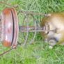 Vintage TILLEY Lamp / Oil Lantern - Tilley Model x-246 in Gold - Tilley Guardsman Lamp Image 10