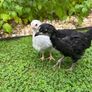 laying hens Image 9