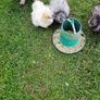 Usa silkie hatching eggs Image 2