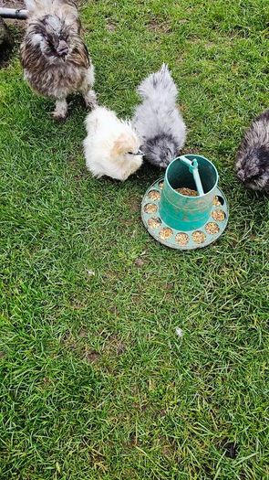 Usa silkie hatching eggs