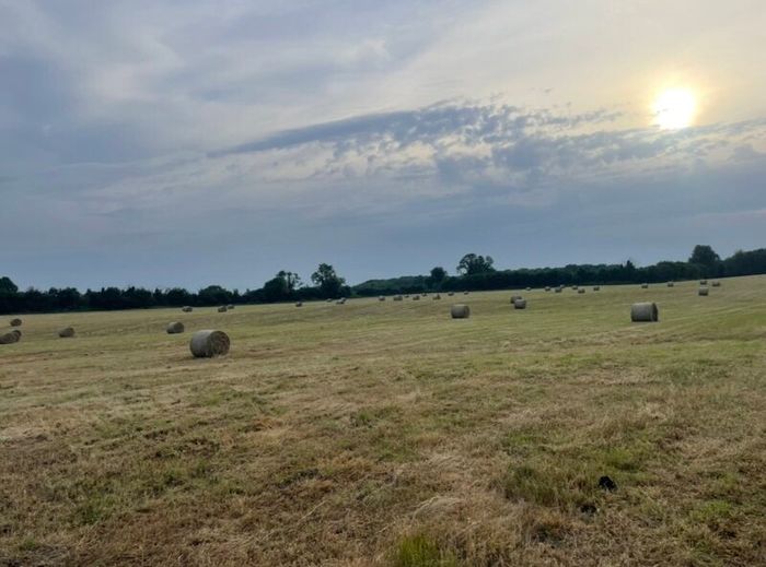 Hay