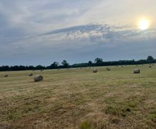Hay