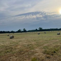 Hay