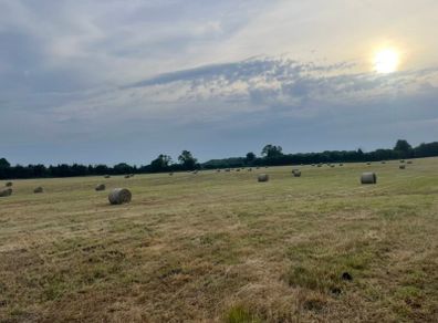 Hay