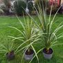 Irish Palm Image 2