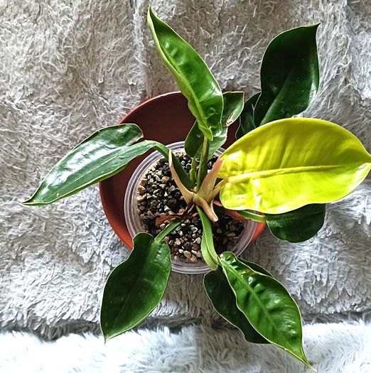 Philodendron - Moonlight, photos edit