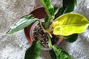Philodendron - Moonlight, photos edit