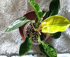 Philodendron - Moonlight, photos edit