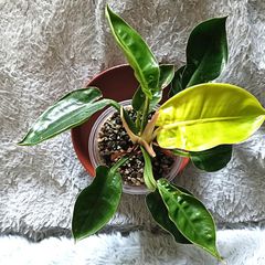 Philodendron - Moonlight, photos edit