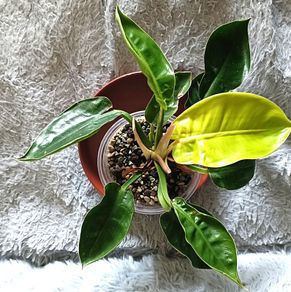 Philodendron - Moonlight, photos edit