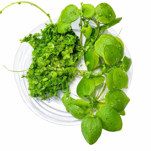 Duckweed 500pcs + Amazon Frogbit 10pcs absorbs nitrogen (aquarium- pond)
