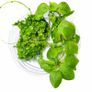 Duckweed 500pcs + Amazon Frogbit 10pcs absorbs nitrogen (aquarium- pond) Image 3