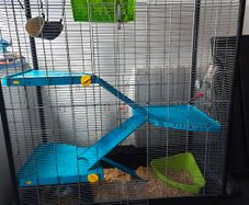 Cage