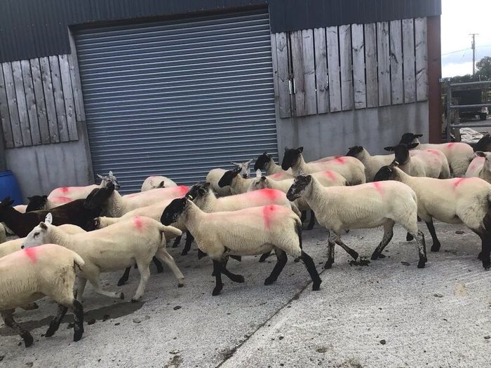 Hogget Ewes for sale, ideal for breeding
