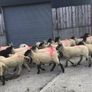 Hogget Ewes for sale, ideal for breeding Image 10