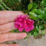 Pink roses free Image 7