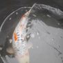 koi fish Image 6