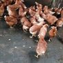 Brown pullets 19/20weeks Image 3