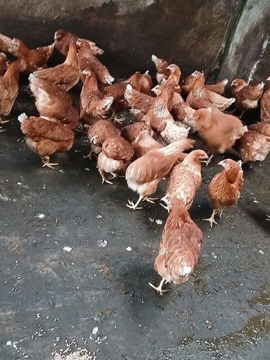 Brown pullets 19/20weeks