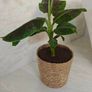 Red banana plant Image 2