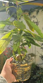 Avocado