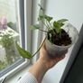monstera siltepecana Image 2