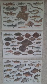 Vintage Fish Chart Prints - Sea Fishes & Freshwater Fishes