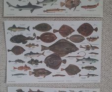 Vintage Fish Chart Prints - Sea Fishes & Freshwater Fishes