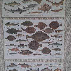 Vintage Fish Chart Prints - Sea Fishes & Freshwater Fishes