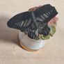 Scotland Direct Butterfly thimble set collection x 15 Sutherland England vintage Image 10