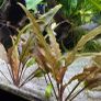 Aquarium plants Image 4