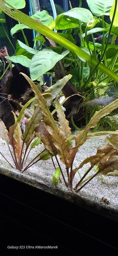 Aquarium plants