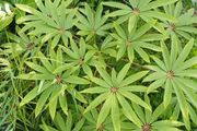 Large Schefflera taiwaniana tropical specimen