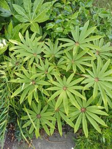 Large Schefflera taiwaniana tropical specimen
