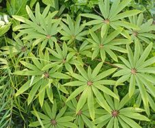 Large Schefflera taiwaniana tropical specimen